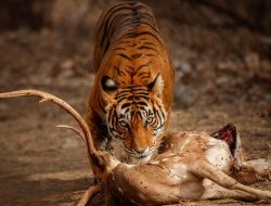 Suasana Mencekam di Solok Selatan Usai Harimau Serang Ayah dan Anak